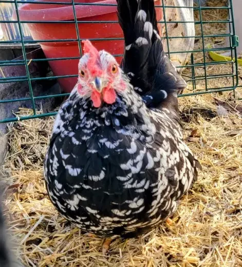 mottled japanese bantam for sale