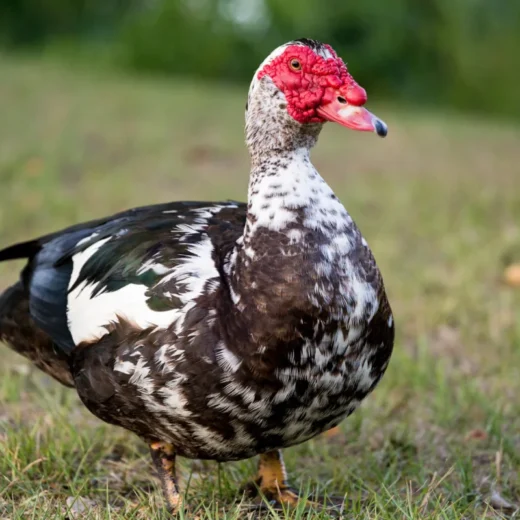 Muscovy Duck