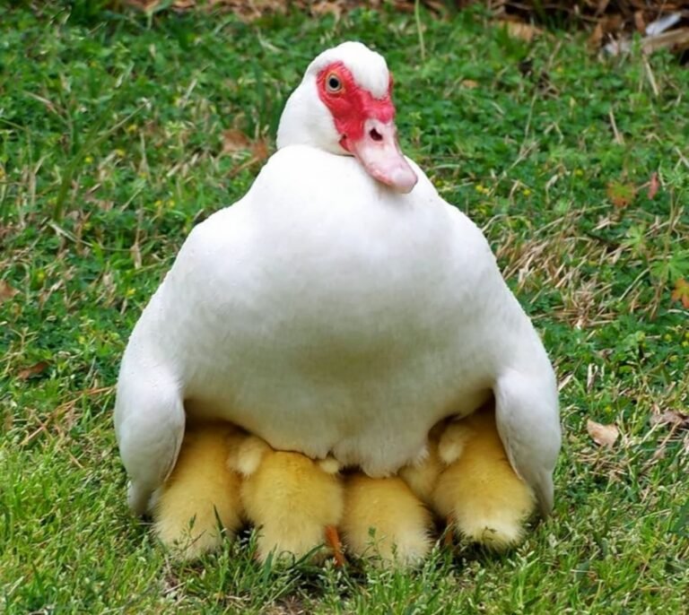 Buy live White Muscovy day-old ducklings online - Image 2
