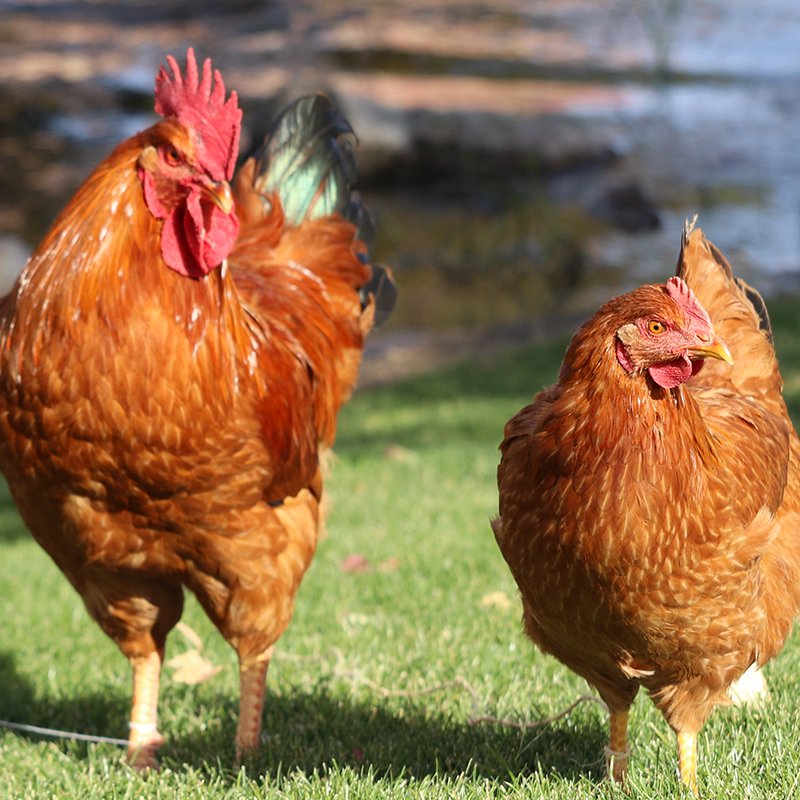 new hampshire rooster - Image 2