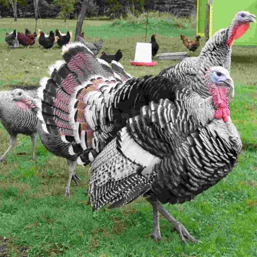 Narragansett Turkeys