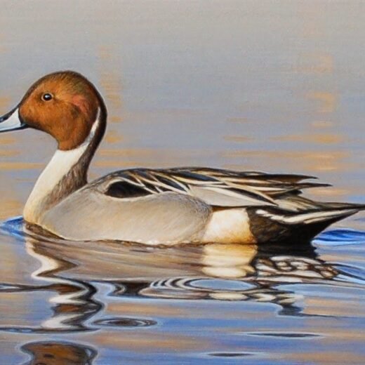 North American Pintail Duck