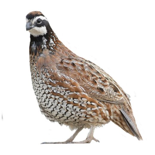 Northern Bobwhite Quail Chicks