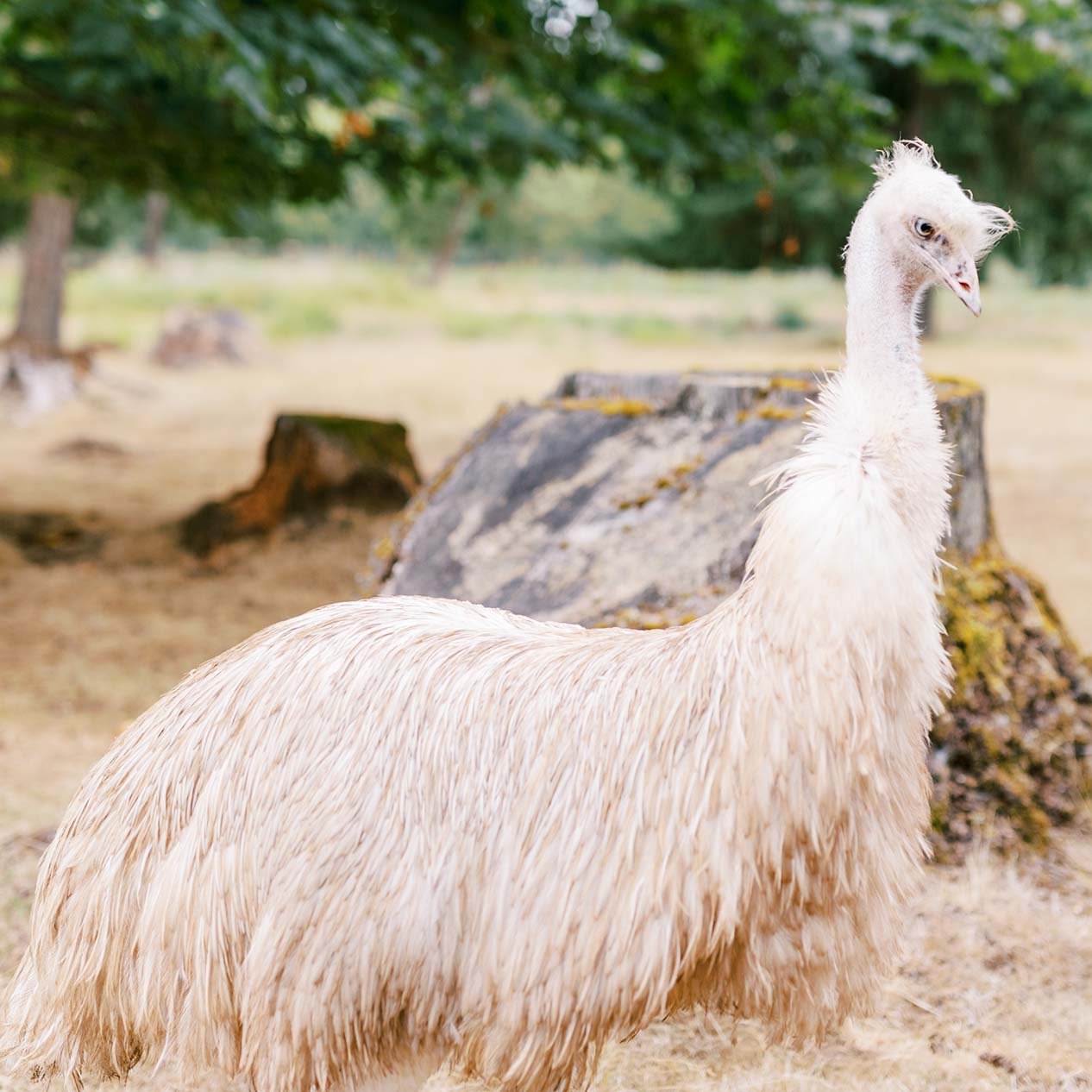 Rare Purebred Emu Hens For Sale
