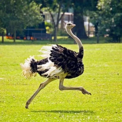 Buy Ostrich For Sale