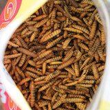 Wonder Grubs Black Soldier Fly Larvae - Image 2