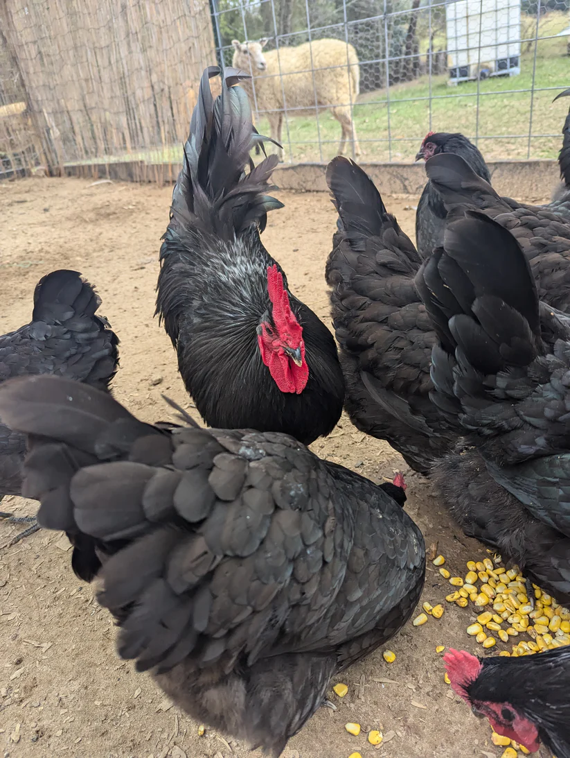 black australorp hatching eggs for sale - Image 3