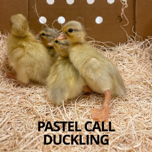 Buy sexed live Pastel Call duckling day-old