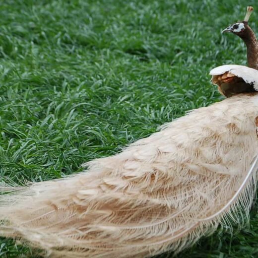 Peach Pied Peafowl