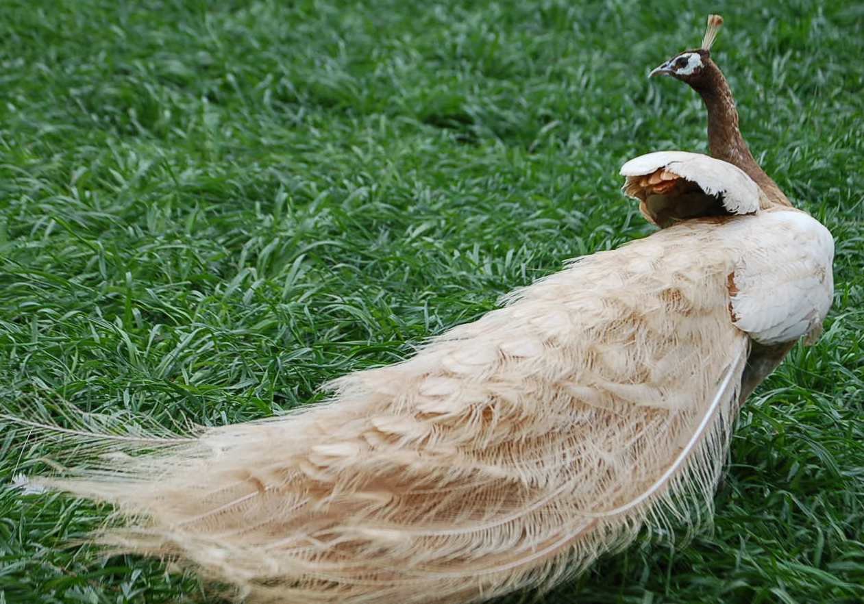 Peach Pied Peafowl