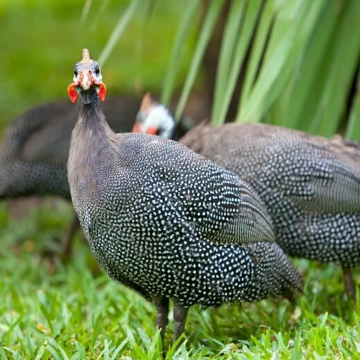 Buy Pearl Guinea Fowl For Sale