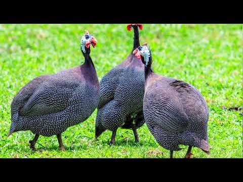 Buy Pearl Guinea Fowl For Sale - Image 2