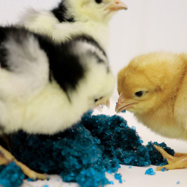 Peck n’ Grow For Sale - Image 2