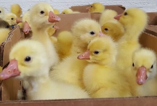 Buy live White Pekin day-old ducklings online