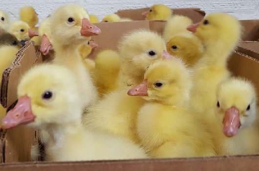 Buy live White Pekin day-old ducklings online