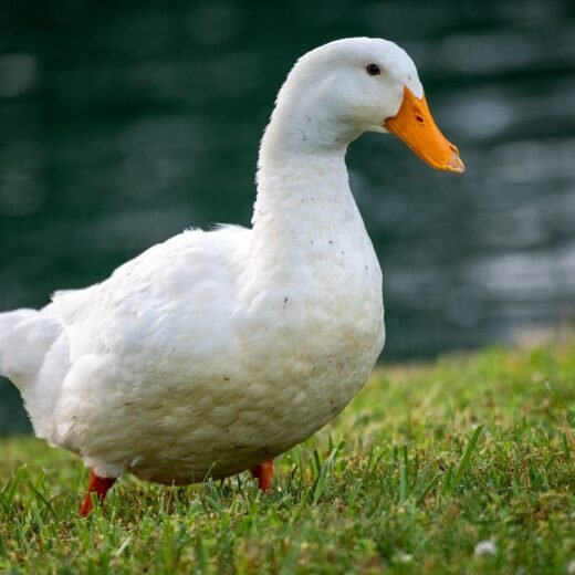 Pekin Ducklings