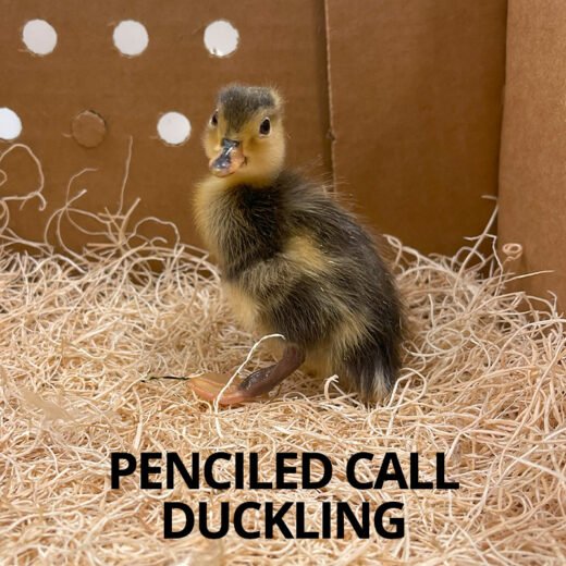 Buy sexed live Penciled Call duckling day-old