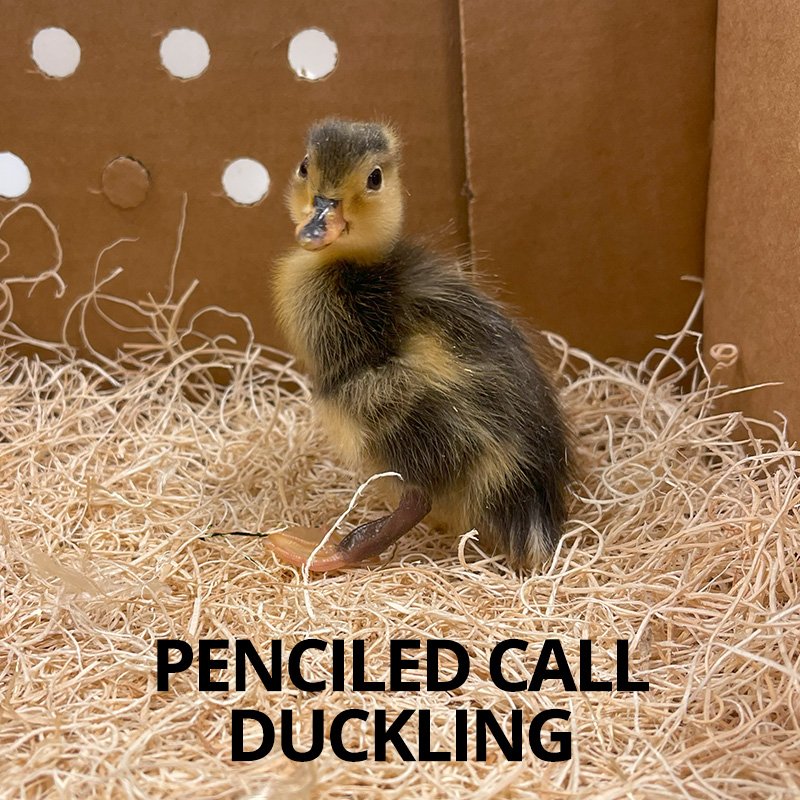 Buy sexed live Penciled Call duckling day-old
