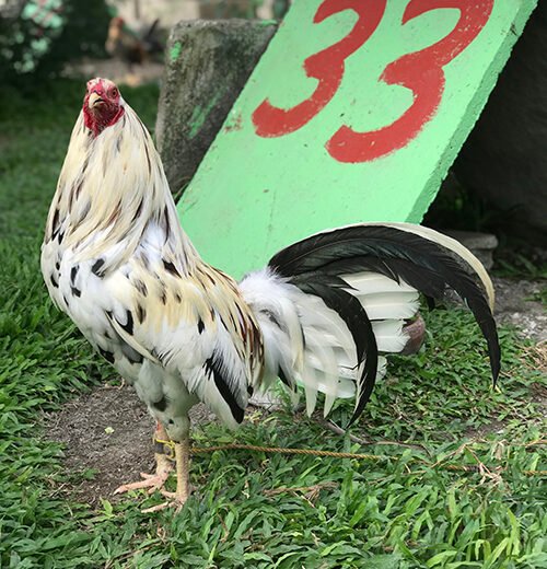 Peppers roosters for sale