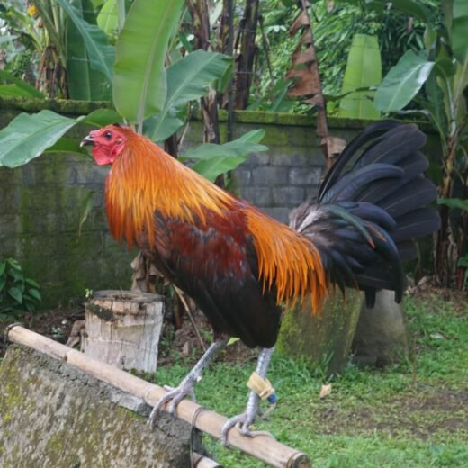peruvian rooster for sale