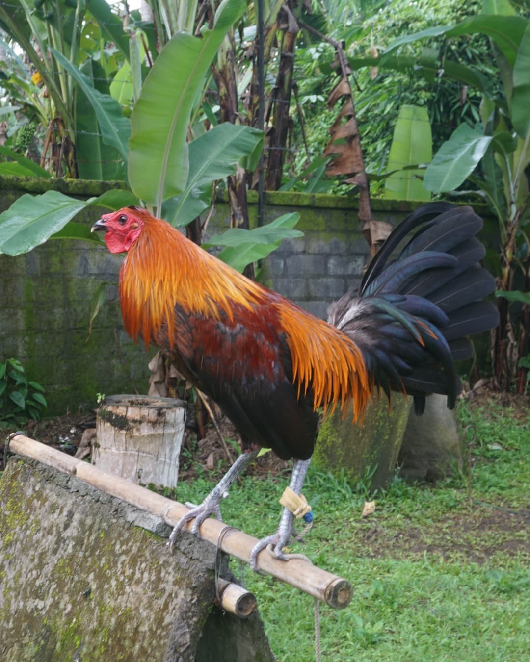 peruvian rooster for sale