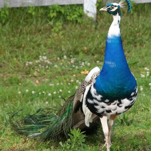 Pied India Blue Peafowl