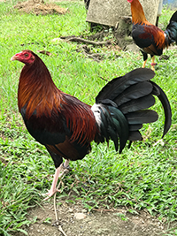 Purebred CaRaBlades game roosters for sale - Image 2