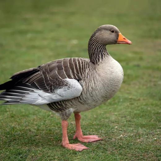 Pilgrim Geese