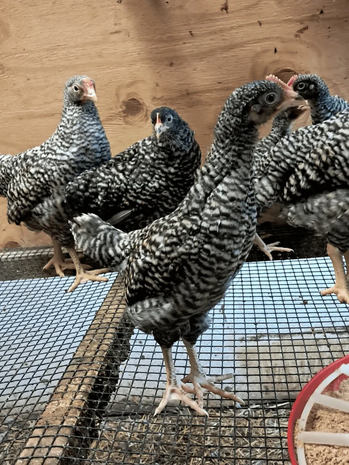 barred plymouth rock eggs for sale - Image 4