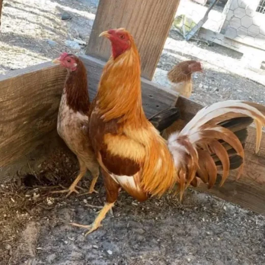 pumpkin hulsey roosters for sale