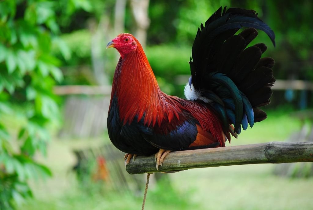 cowan roundhead roosters for sale - Image 2