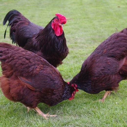 RHODE ISLAND RED