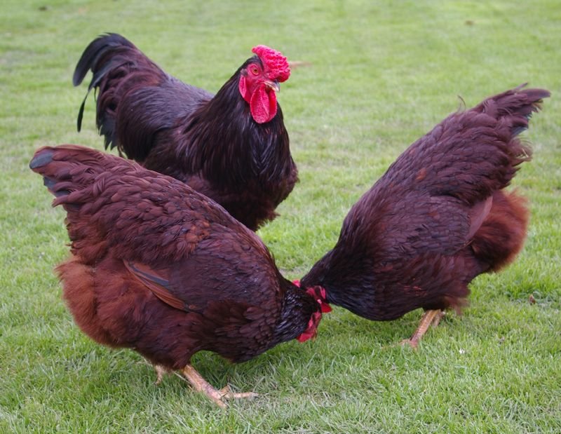 RHODE ISLAND RED