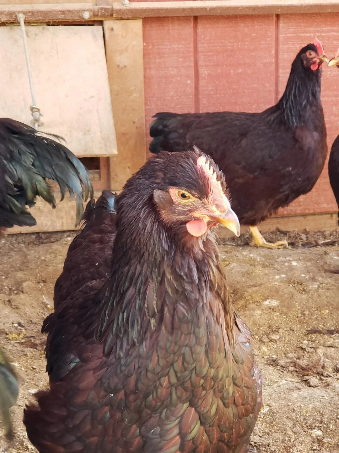 rhode island red hatching eggs for sale - Image 2