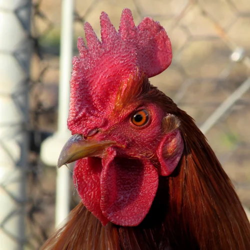 Radio Gamefowl Brood Cock for Sale