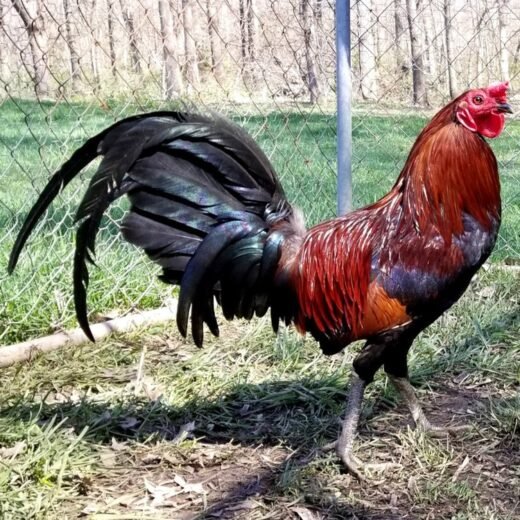 Buy purebred Rat Graves Leiper gamefowl roosters