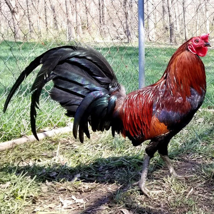 Buy purebred Rat Graves Leiper gamefowl roosters