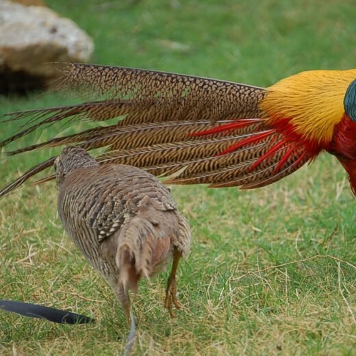 Red Golden Pheasants