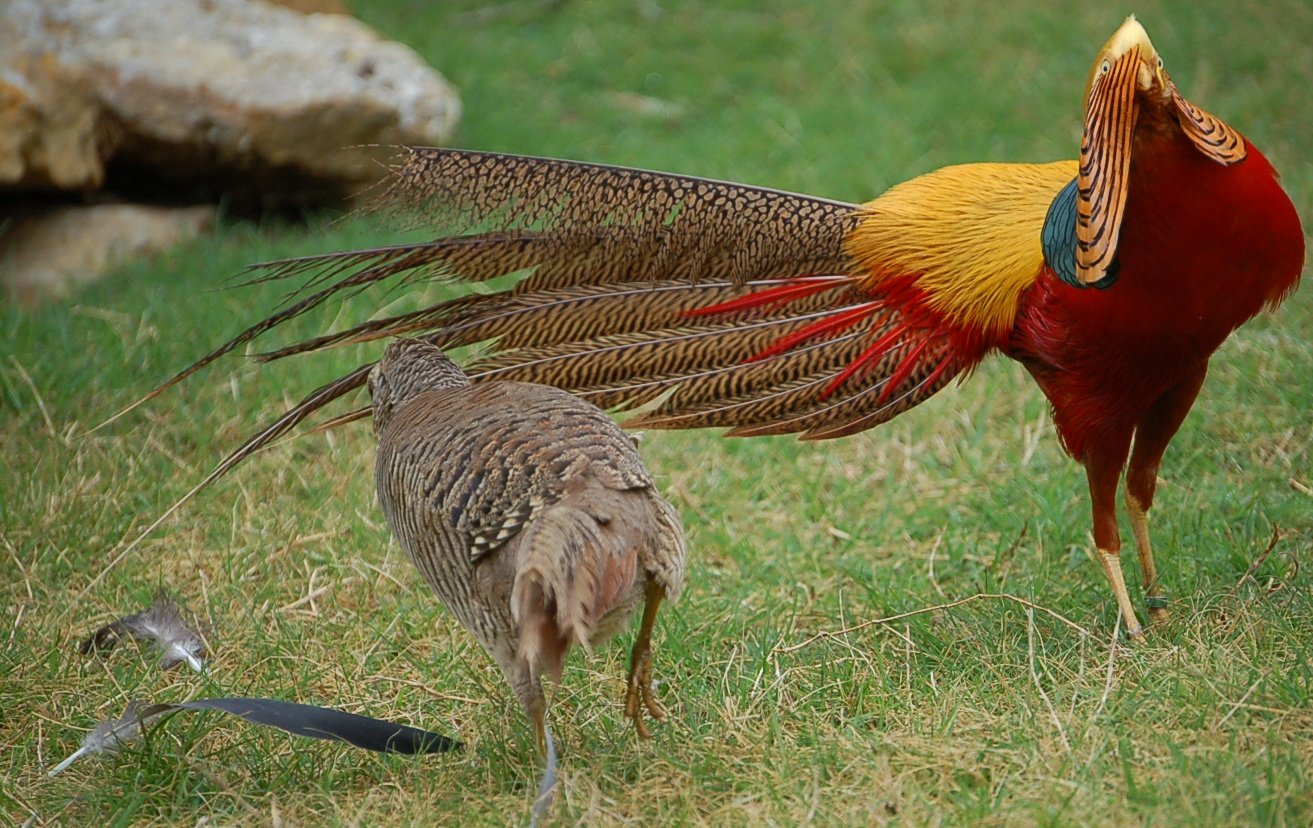 Red Golden Pheasants