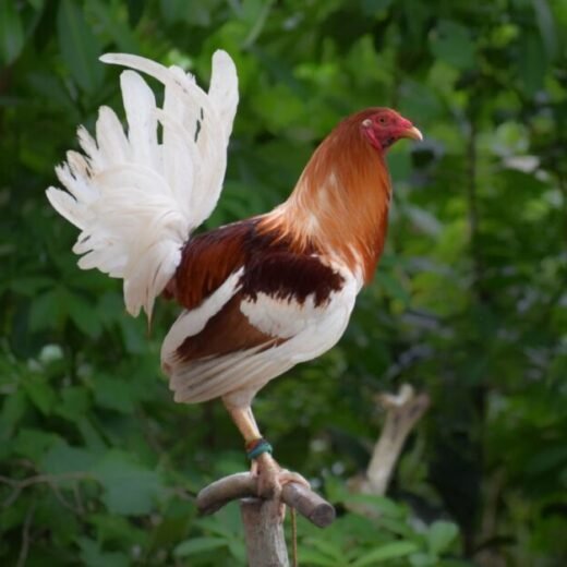 Purebred Red Pyle Gamefowl Cocks For Sale