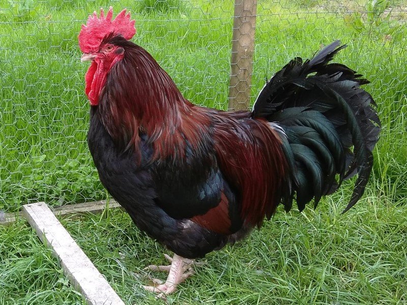 red dorking chickens for sale - Image 2