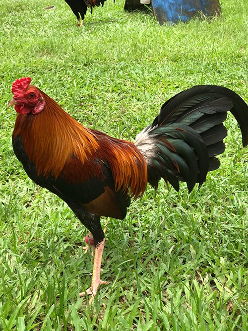 RedNecks Game Roosters for Sale - Image 2