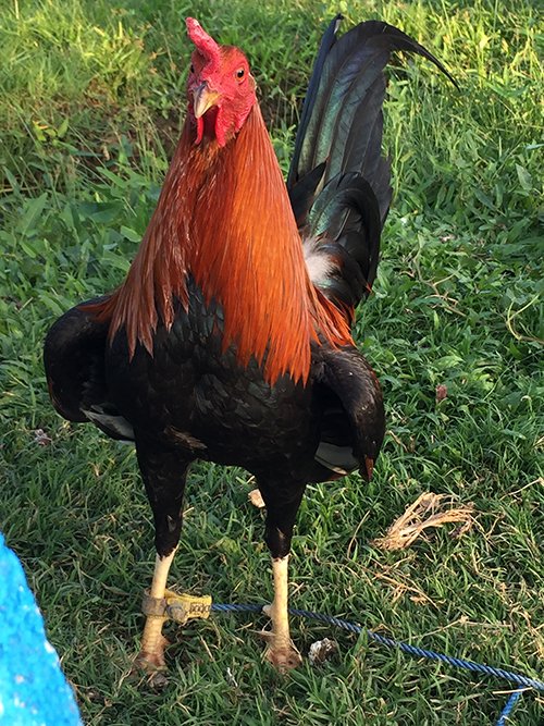 RedNecks Game Roosters for Sale - Image 3