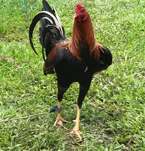 RedNecks Game Roosters for Sale