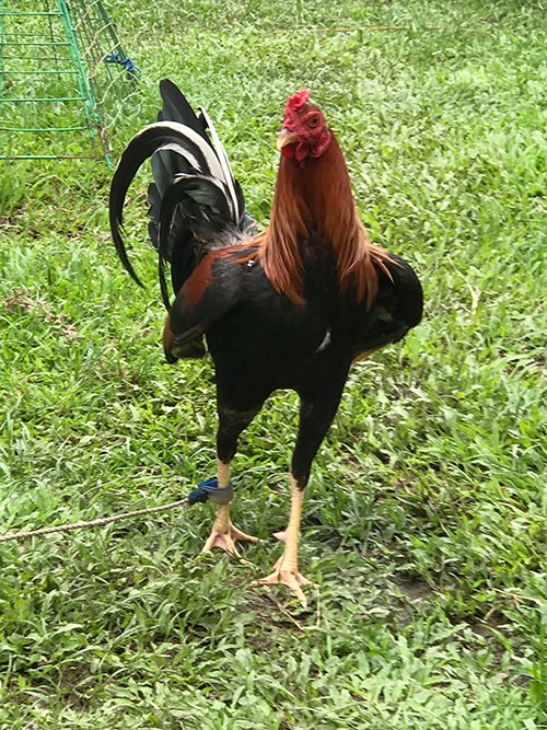 RedNecks Game Roosters for Sale
