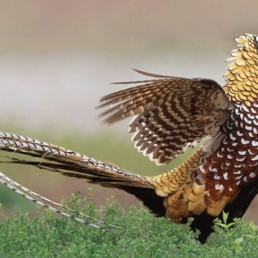 Reeves Pheasants
