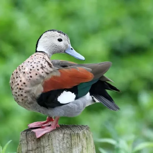 Ring Teal Ducks