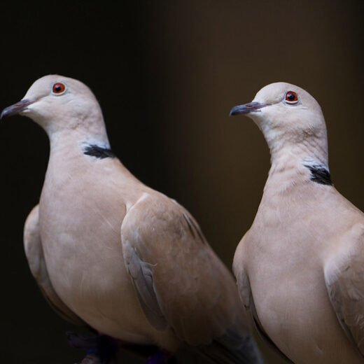 Gentle Purebred Ringneck Doves For Sale