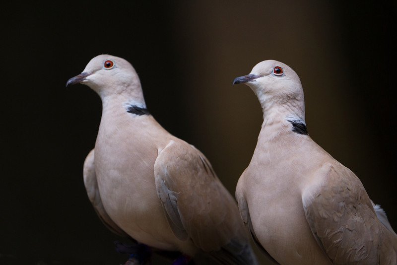 Gentle Purebred Ringneck Doves For Sale