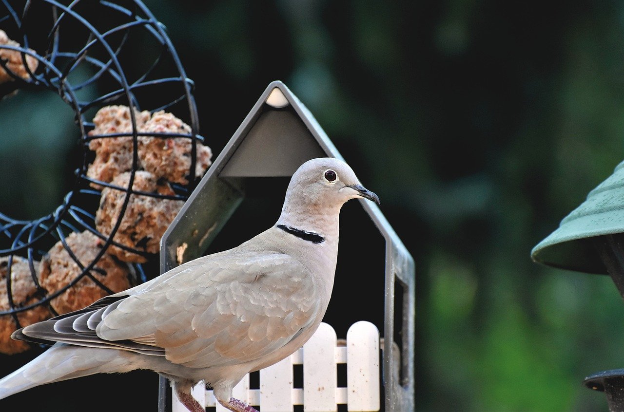 Gentle Purebred Ringneck Doves For Sale - Image 2